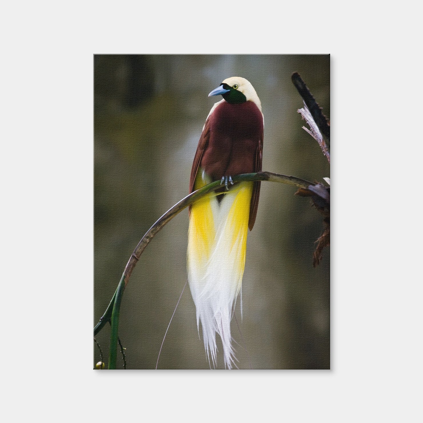 AUTO-MOCKUP WHITE | Cenderawasih | 1 Piece | Gallery Wrap Canvas | group=3x4