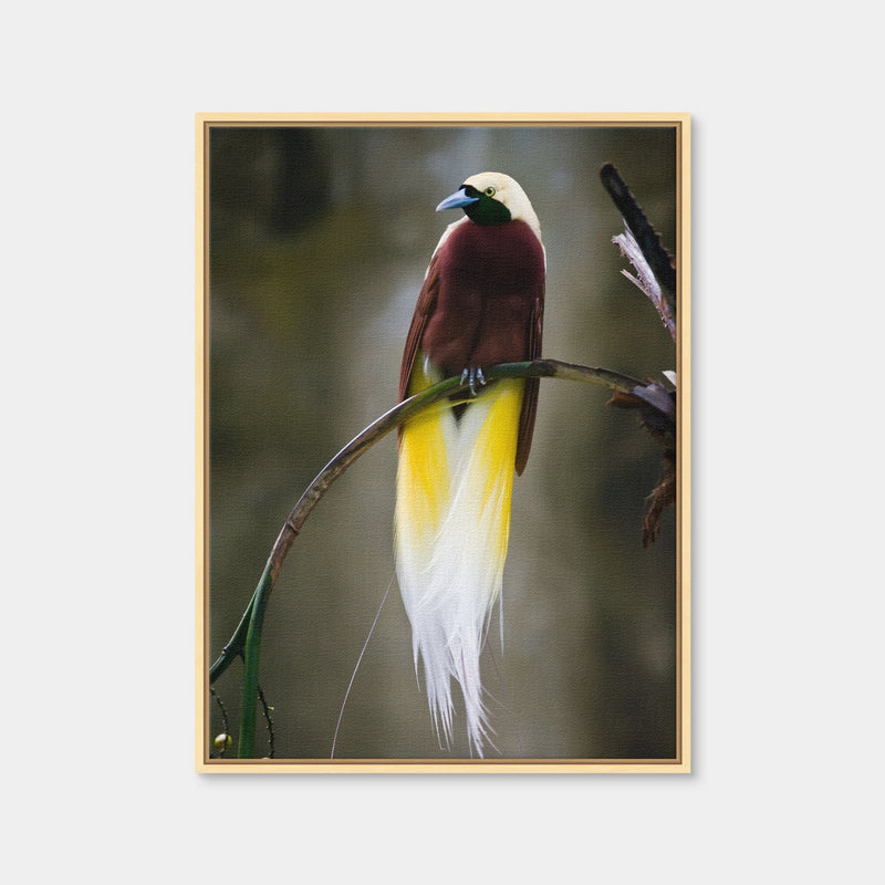 AUTO-MOCKUP WHITE | Cenderawasih | 1 Piece | Natural Framed Canvas | group=3x4