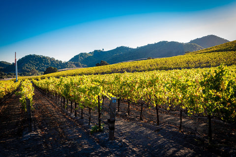 Central California Vineyard Wall Art
