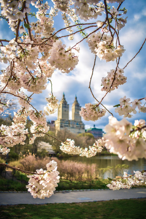 Central Park Cherry Blossoms Wall Art