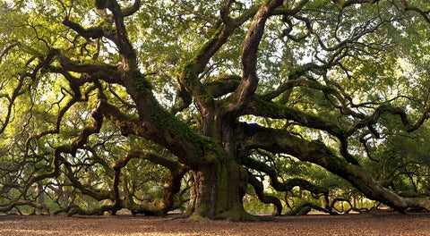 Charleston angel oak Wall Art