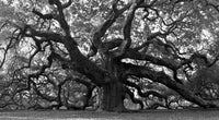Charleston angel oak grayscale Wall Art