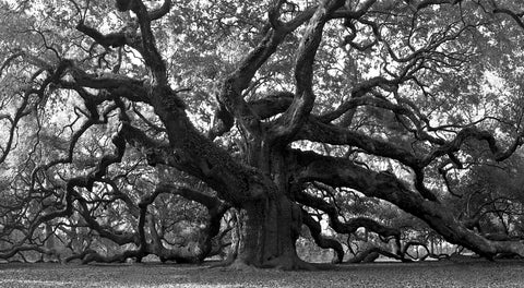 Charleston angel oak grayscale Wall Art