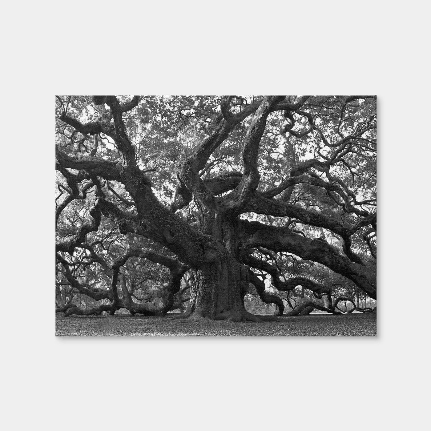 AUTO-MOCKUP WHITE | Charleston Angel Oak Grayscale | 1 Piece | Gallery Wrap Canvas | group=4x3