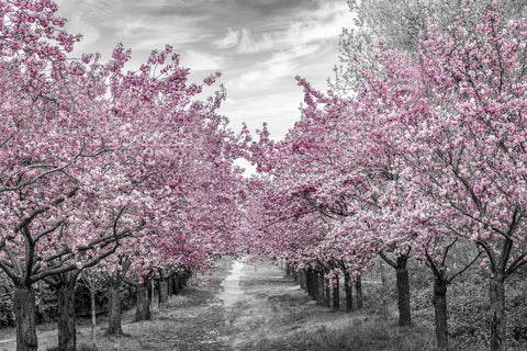 Charming Cherry Blossom Alley Wall Art