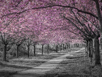 Charming cherry blossom alley in pink Wall Art