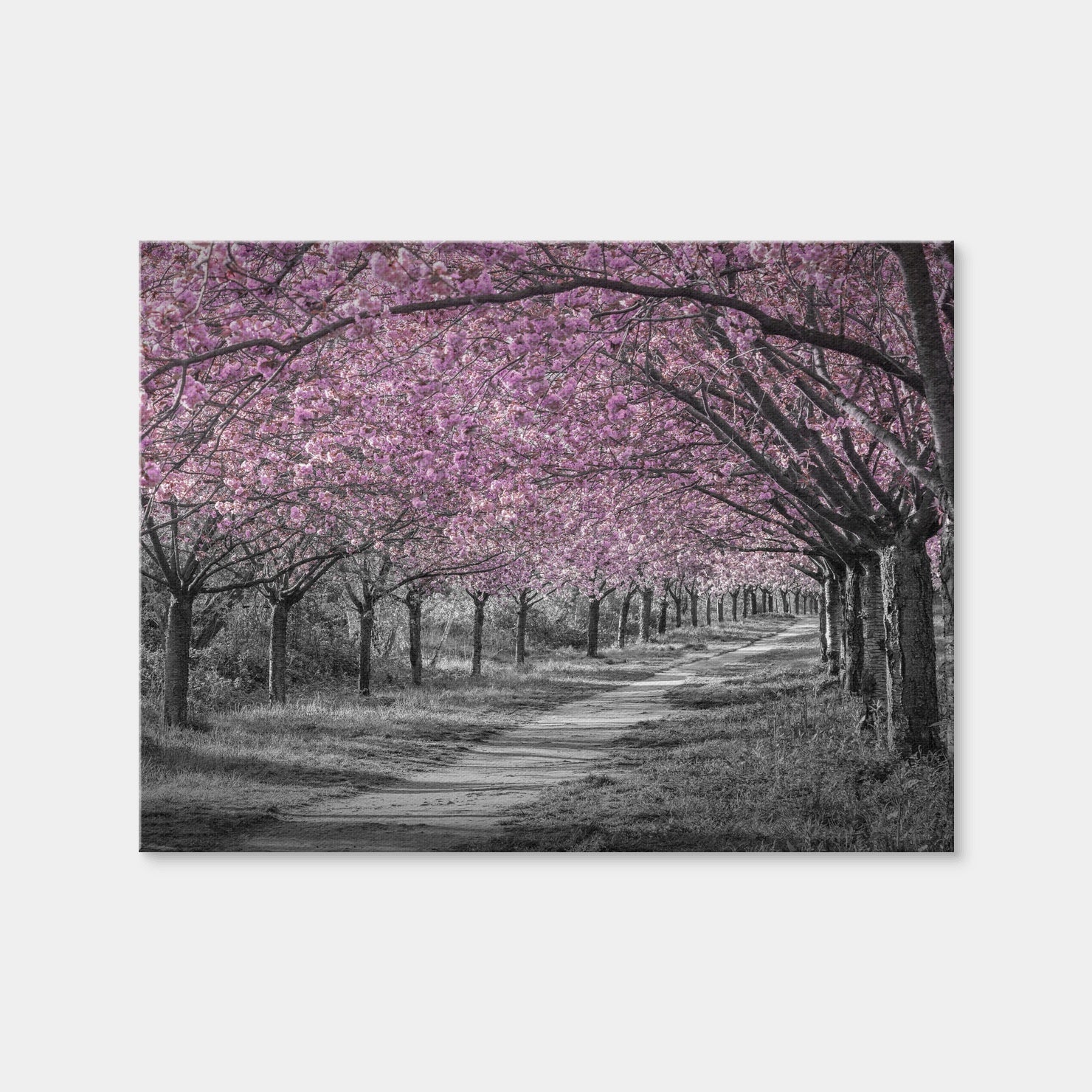 AUTO-MOCKUP WHITE | Charming Cherry Blossom Alley in Pink | 1 Piece | Gallery Wrap Canvas | group=4x3