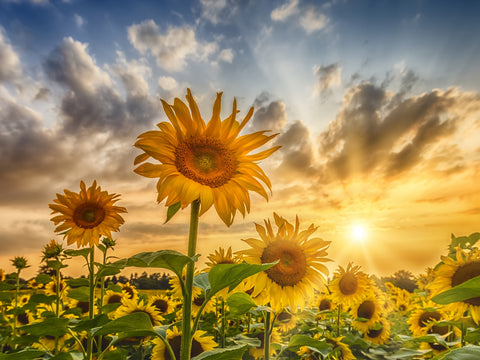 Charming sunflowers in sunset Wall Art