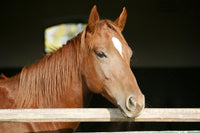 Chestnut horse Wall Art