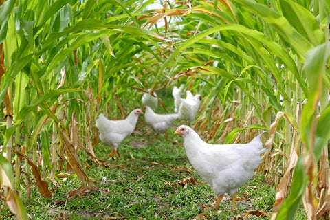 Chickens in Corn Field Wall Art