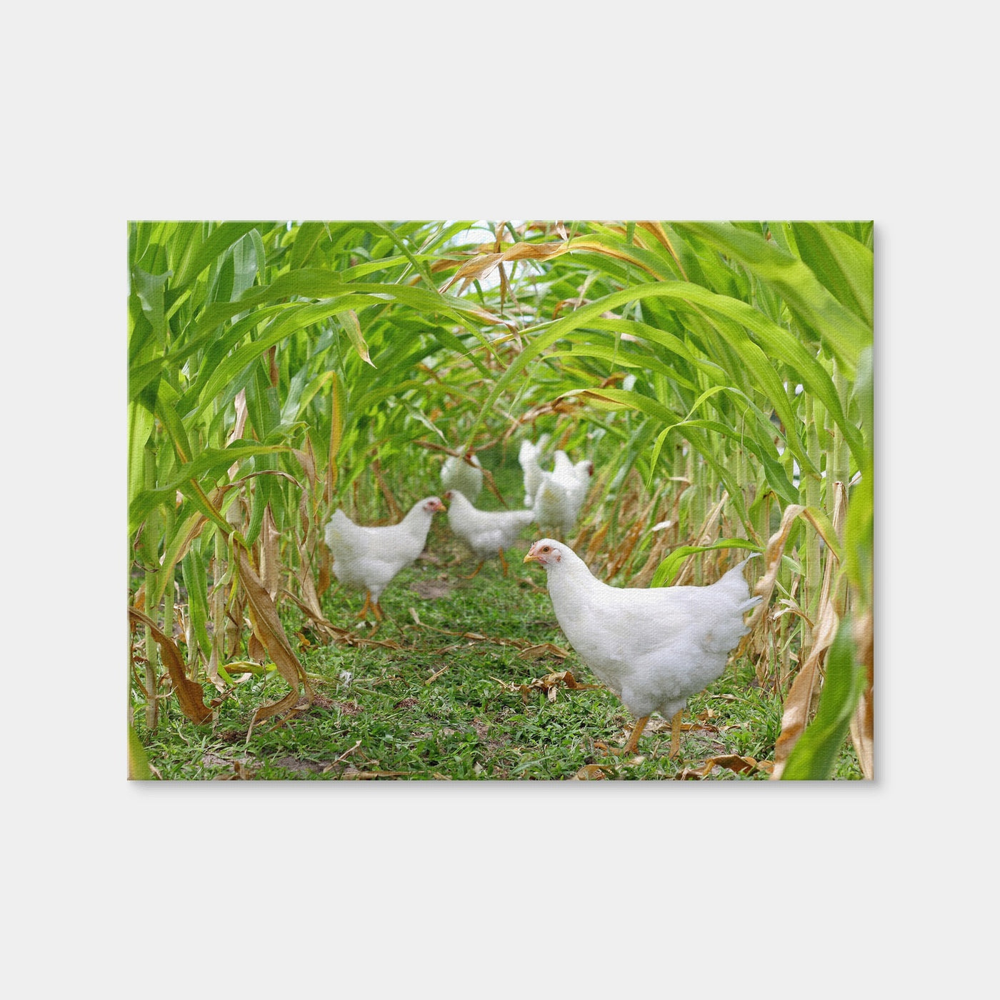 AUTO-MOCKUP WHITE | Chickens in Corn Field | 1 Piece | Gallery Wrap Canvas | group=4x3