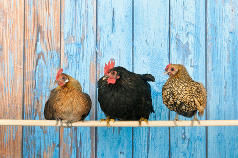 Chickens in henhouse Wall Art