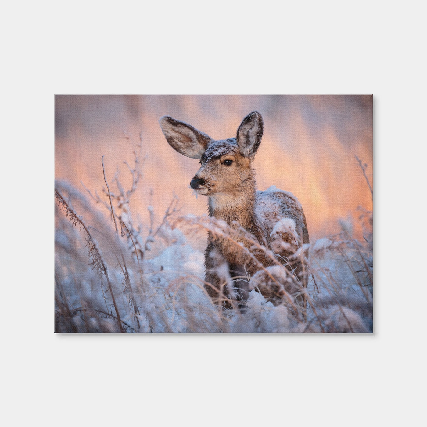 AUTO-MOCKUP WHITE | Colorado Doe | 1 Piece | Gallery Wrap Canvas | group=4x3