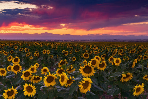 Colorado Sunflowers Wall Art