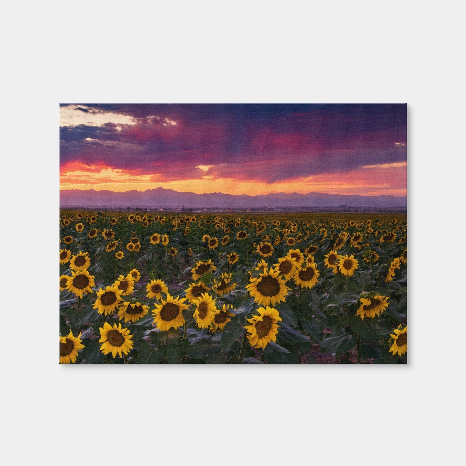 AUTO-MOCKUP WHITE | Colorado Sunflowers | 1 Piece | Gallery Wrap Canvas | group=4x3