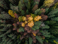 Colorful Canopy Wall Art