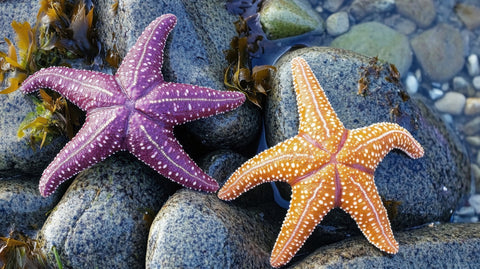 Colorful starfishes Wall Art