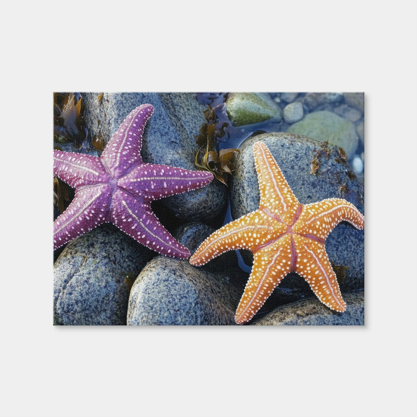 AUTO-MOCKUP WHITE | Colorful Starfishes | 1 Piece | Gallery Wrap Canvas | group=4x3