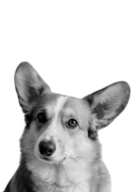 Corgi Dog Wall Art