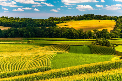 Corn fields and rolling hills York County Wall Art