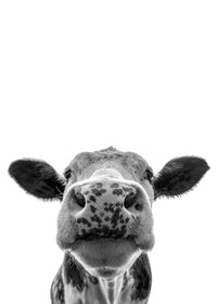 Cow Wall Art