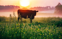 Cow Sunrise Wall Art