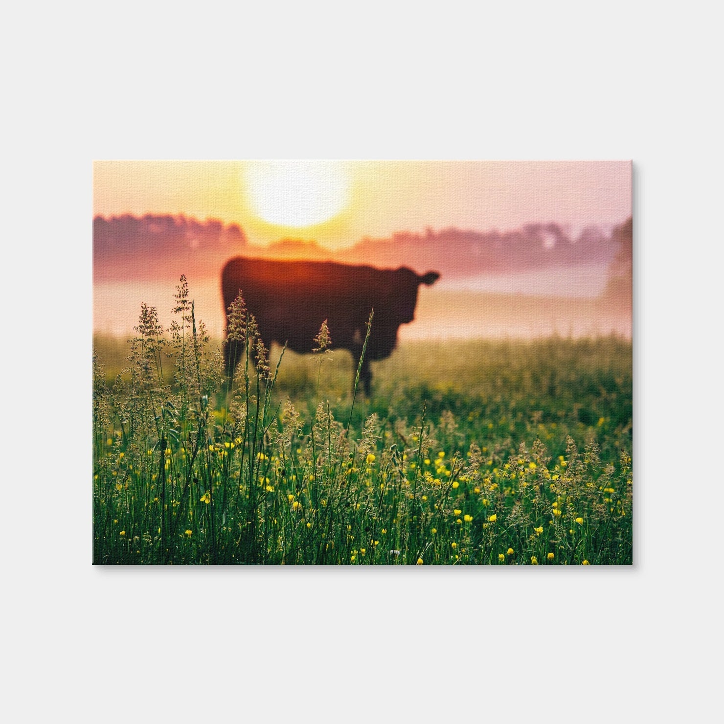 AUTO-MOCKUP WHITE | Cow Sunrise | 1 Piece | Gallery Wrap Canvas | group=4x3