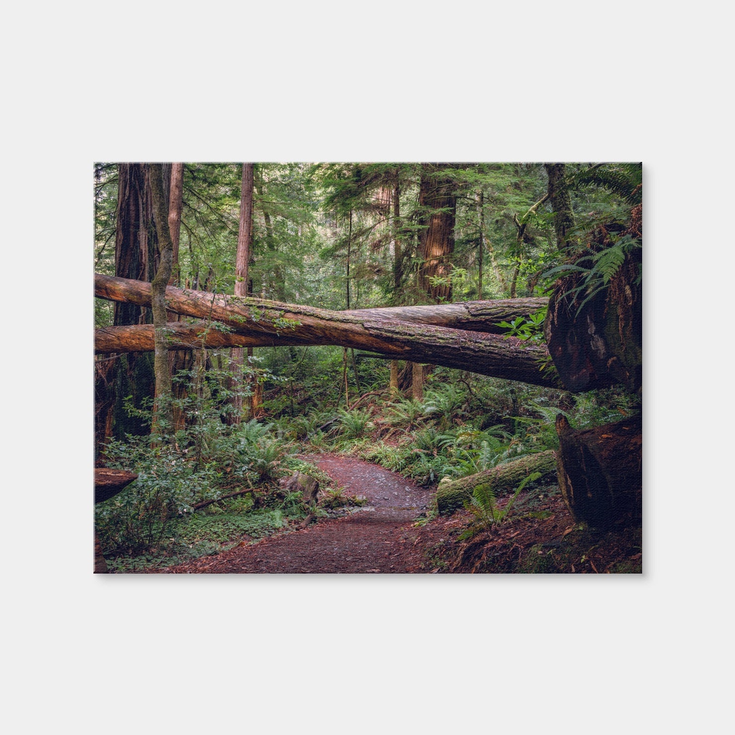AUTO-MOCKUP WHITE | Crossed Trees | 1 Piece | Gallery Wrap Canvas | group=4x3