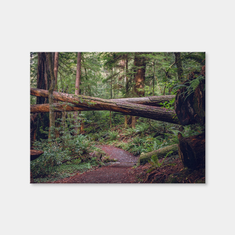 AUTO-MOCKUP WHITE | Crossed Trees | 1 Piece | Gallery Wrap Canvas | group=4x3