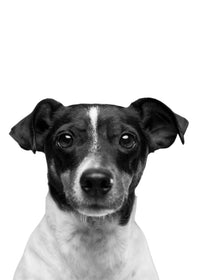 Cutie Dog Wall Art
