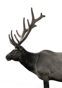 Deer Grayscale Wall Art