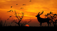Deer in the Sunset Wall Art