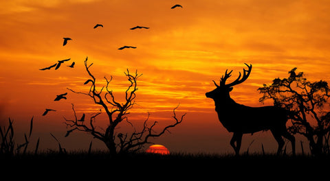 Deer in the Sunset Wall Art