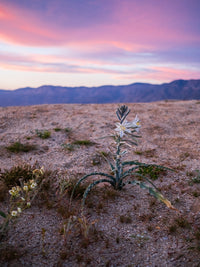 Desert Wild Flowers Wall Art