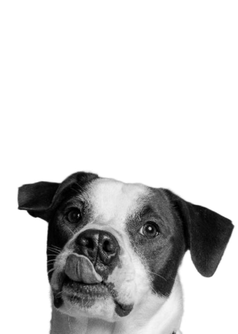 Dog Wall Art