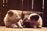 Dog's Best Friend Wall Art