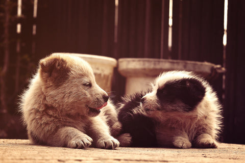 Dog's Best Friend Wall Art