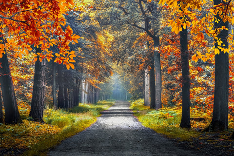 Dutch Forest Wall Art