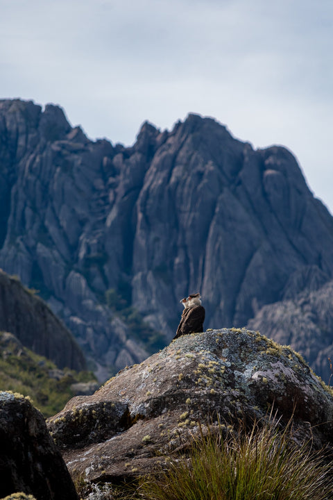 Eagles and Black Needles Peak Wall Art