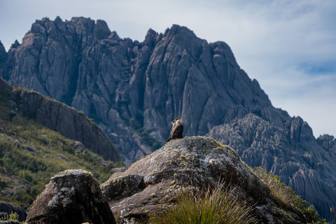 Eagles and The Black Needles Wall Art
