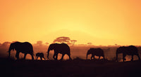 Elephants Walking Wall Art