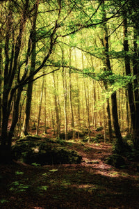 Enchanting Forest Vol. 1 Wall Art