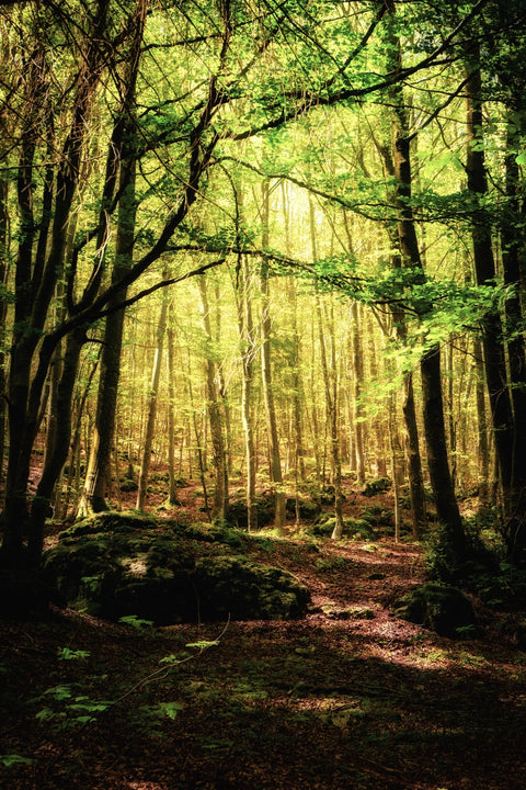 Enchanting Forest Vol. 1 Wall Art