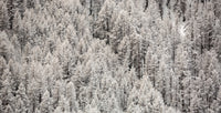 Enneigement tardif Wall Art