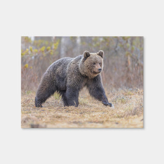 AUTO-MOCKUP WHITE | Eurasian Brown Bear | 1 Piece | Gallery Wrap Canvas | group=4x3