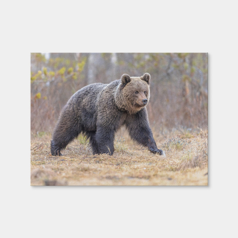 AUTO-MOCKUP WHITE | Eurasian Brown Bear | 1 Piece | Gallery Wrap Canvas | group=4x3