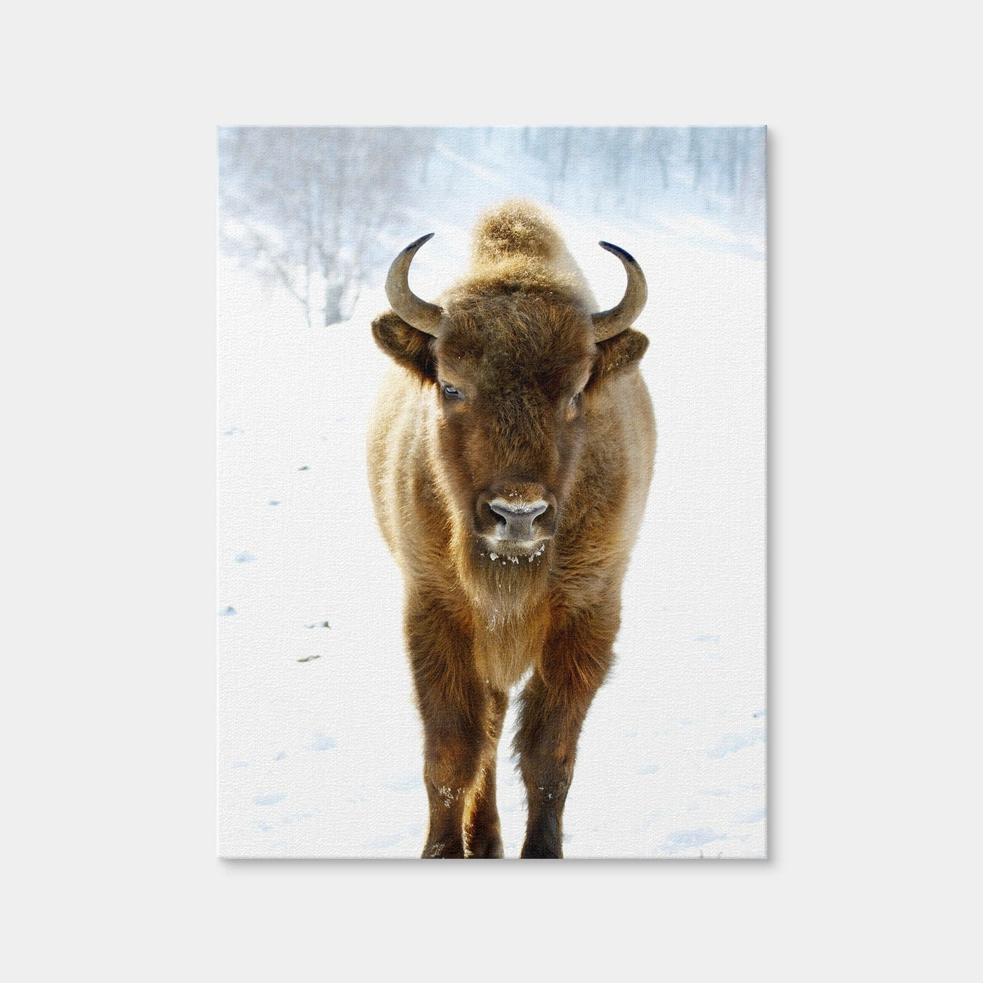 AUTO-MOCKUP WHITE | European Bison | 1 Piece | Gallery Wrap Canvas | group=3x4