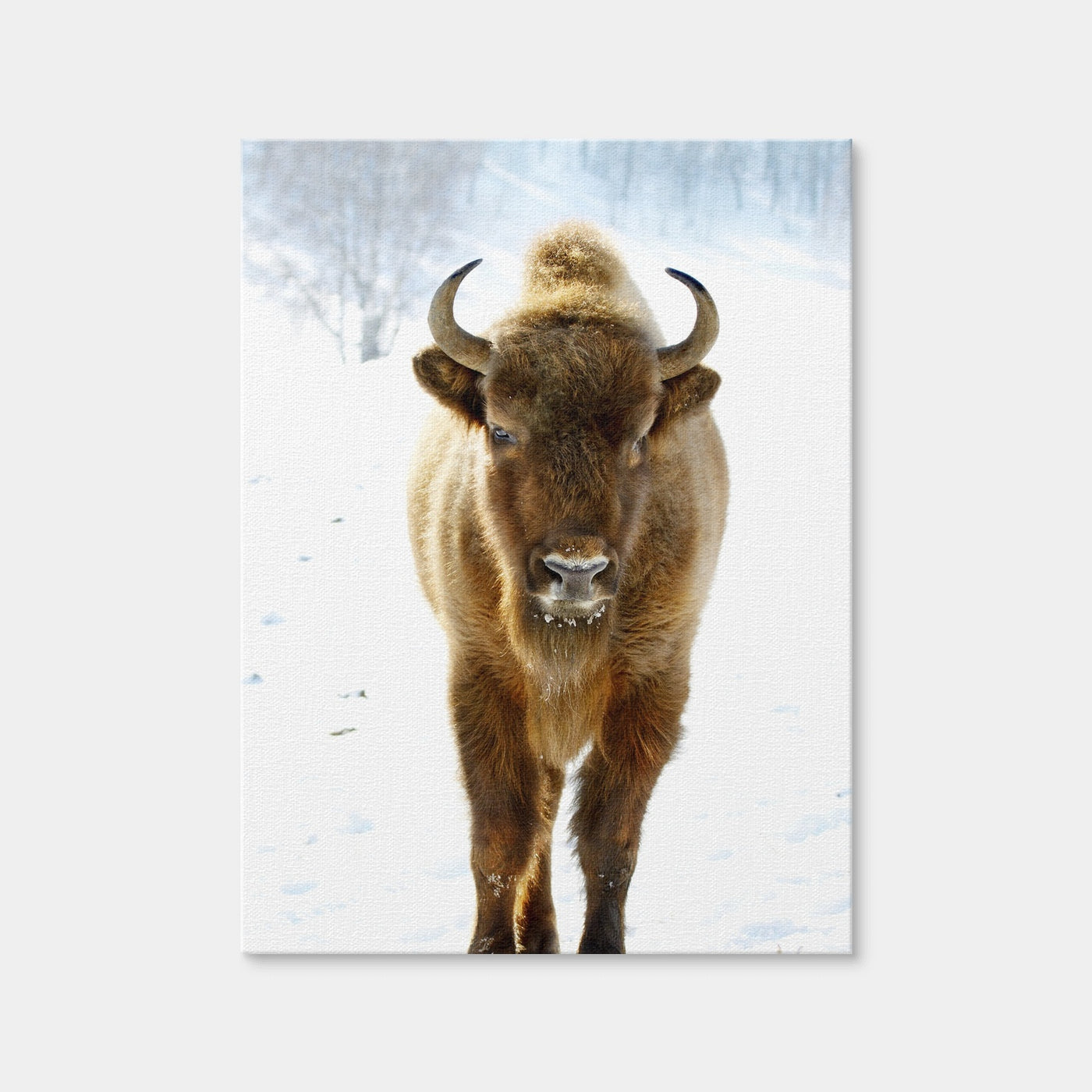 AUTO-MOCKUP WHITE | European Bison | 1 Piece | Gallery Wrap Canvas | group=3x4