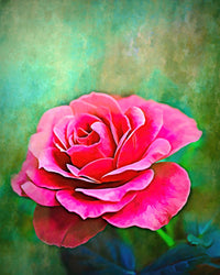 Exquisite Pink Rose Wall Art