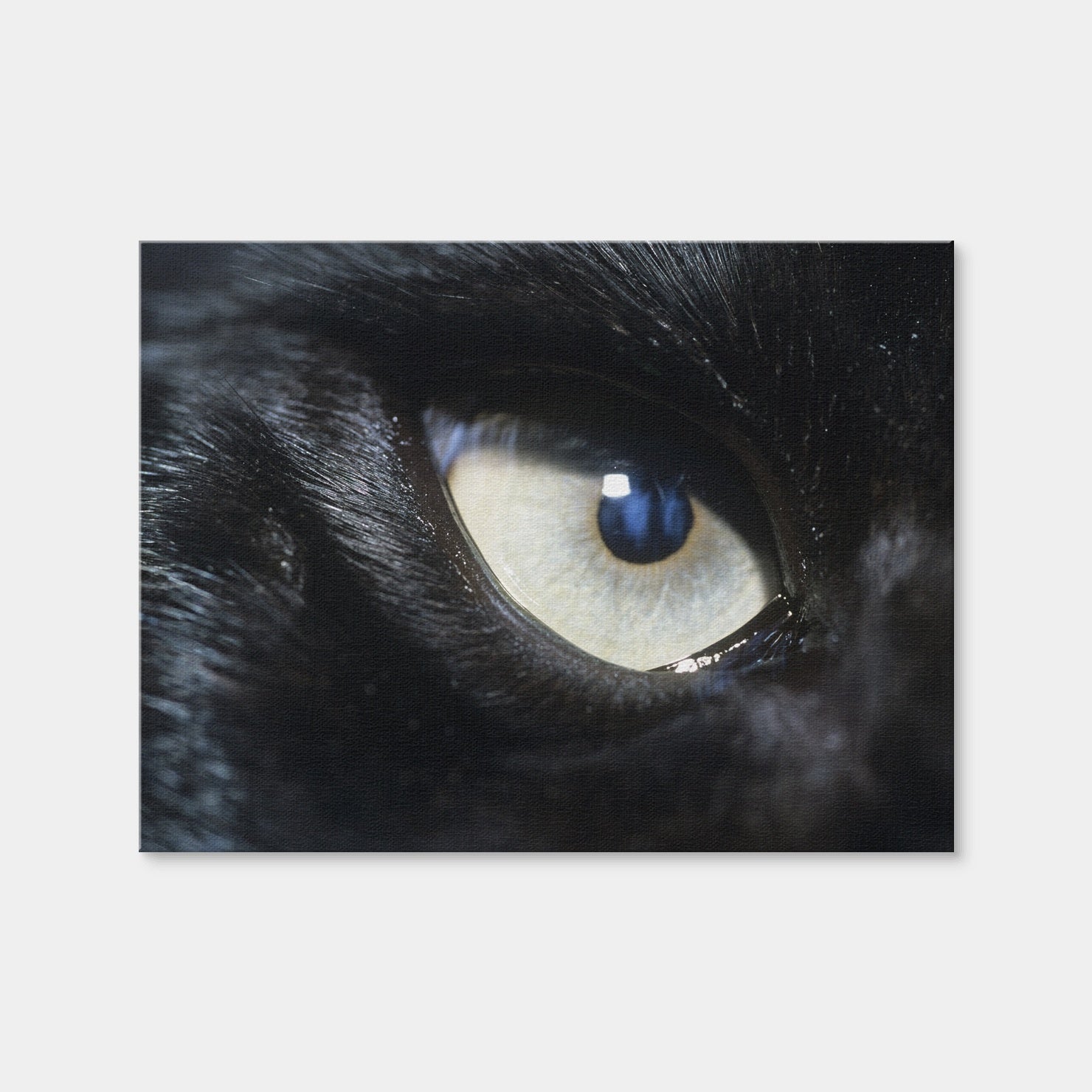 AUTO-MOCKUP WHITE | Eye of Black Wolf | 1 Piece | Gallery Wrap Canvas | group=4x3